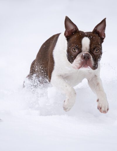 Boston Terrier