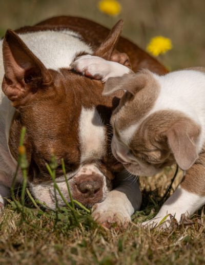 Boston Terrier