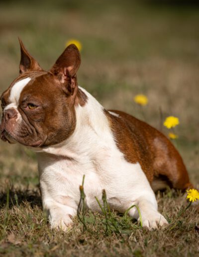 Boston Terrier