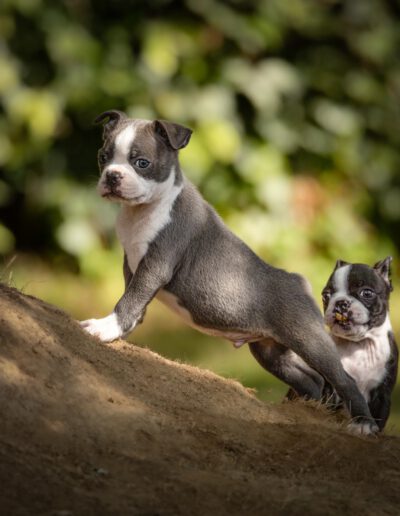 Boston Terrier