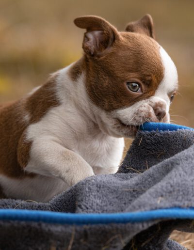 Boston Terrier