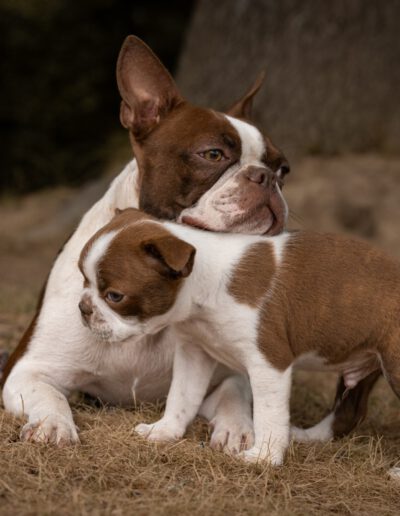 Boston Terrier