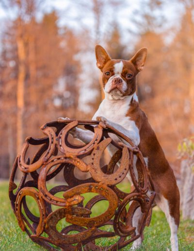 Boston Terrier