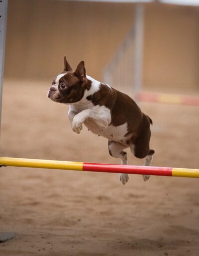 Boston Terrier