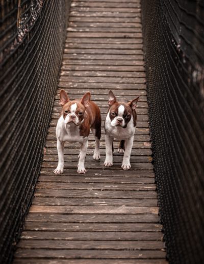 Boston Terrier