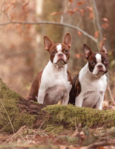 Boston Terrier