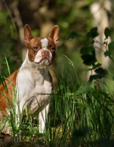 Boston Terrier