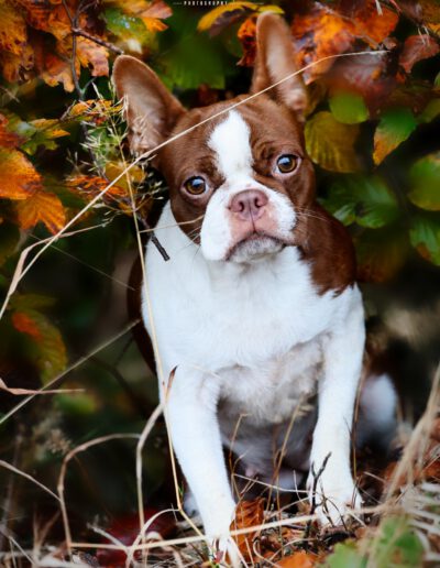 Boston Terrier