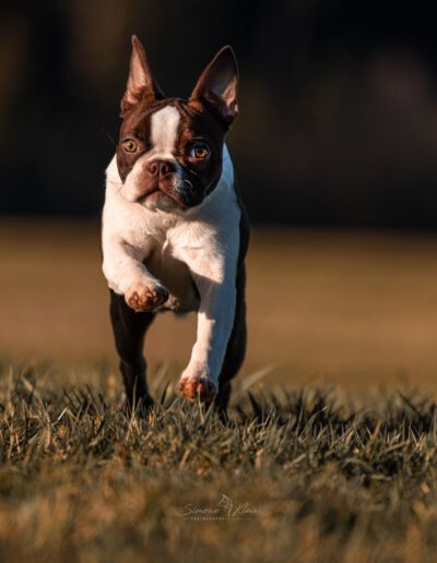 Boston Terrier