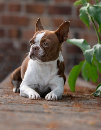 Boston Terrier