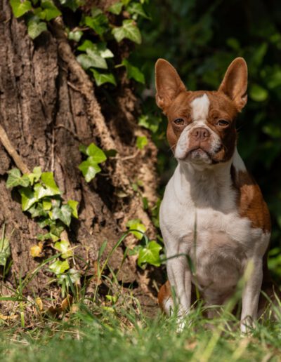 Boston Terrier