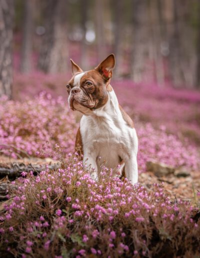 Boston Terrier