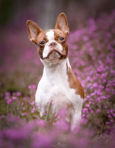 Boston Terrier