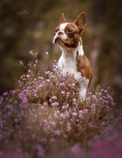 Boston Terrier