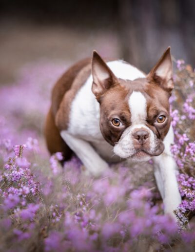 Boston Terrier