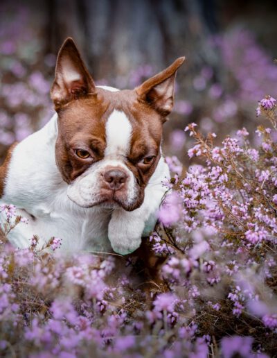 Boston Terrier