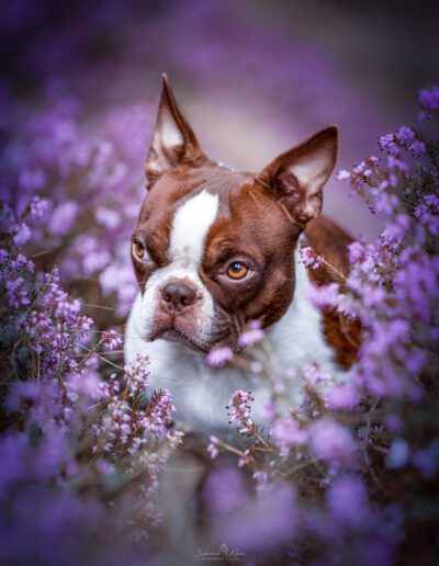 Boston Terrier