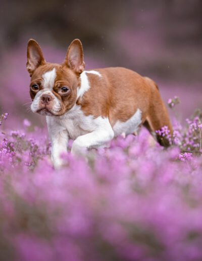 Boston Terrier