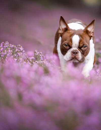 Boston Terrier