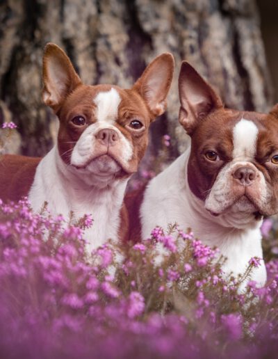 Boston Terrier