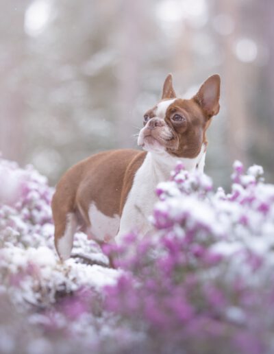 Boston Terrier