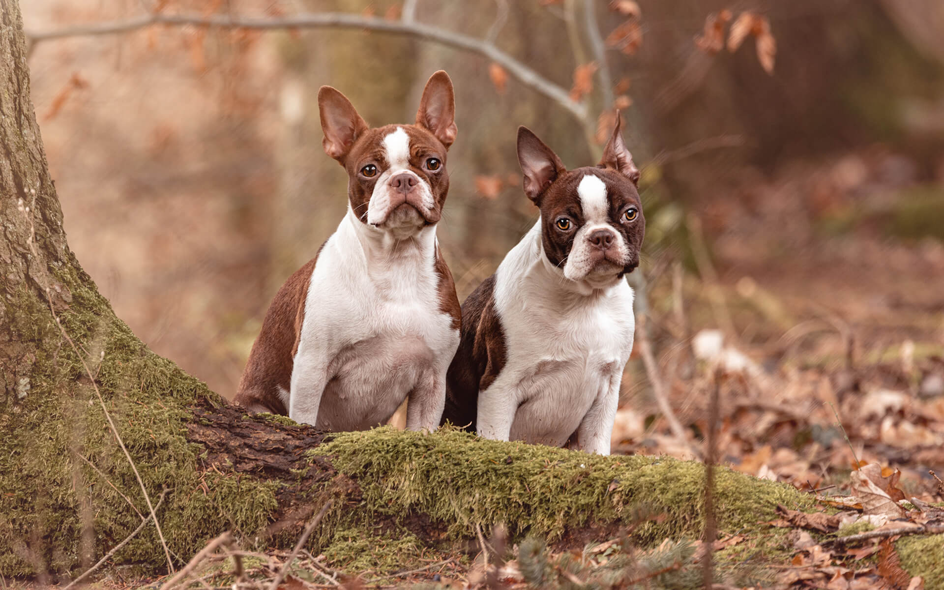 Ein Essen im Wald mit schönem Teppich